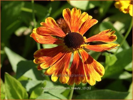 Helenium &#039;Moerheim Beauty&#039; | Zonnekruid