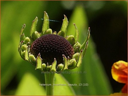 Helenium &#039;Moerheim Beauty&#039; | Zonnekruid