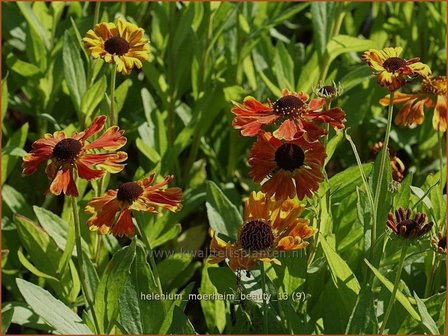 Helenium &#039;Moerheim Beauty&#039; | Zonnekruid