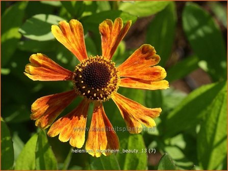 Helenium &#039;Moerheim Beauty&#039; | Zonnekruid