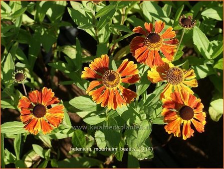 Helenium &#039;Moerheim Beauty&#039; | Zonnekruid