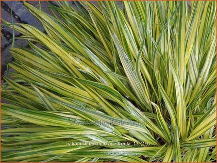 Hakonechloa macra &#039;Aureola&#039; | Japans siergras