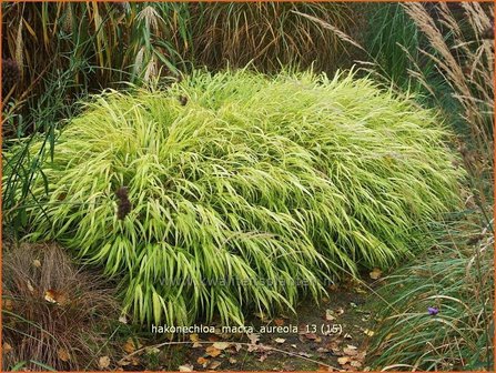 Hakonechloa macra &#039;Aureola&#039; | Japans siergras