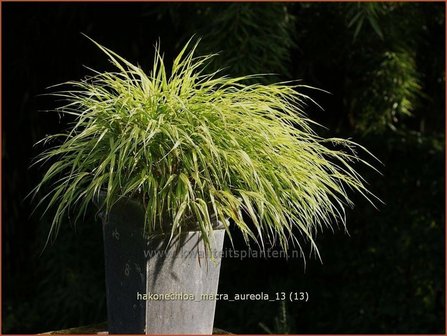 Hakonechloa macra &#039;Aureola&#039; | Japans siergras