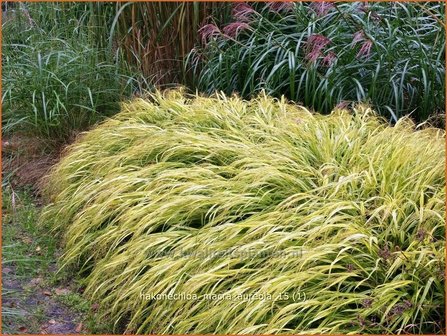 Hakonechloa macra &#039;Aureola&#039; | Japans bosgras, Japans siergras