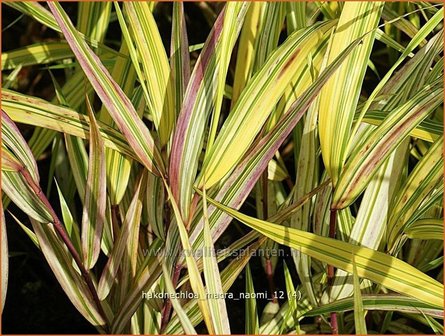 Hakonechloa macra &#039;Naomi&#039; | Japans siergras