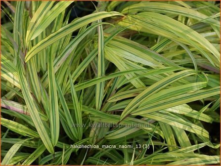 Hakonechloa macra &#039;Naomi&#039; | Japans siergras