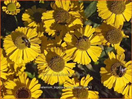 Helenium bigelovii &#039;The Bishop&#039; | Zonnekruid