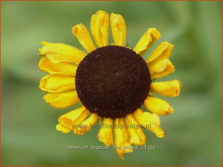 Helenium bigelovii &#039;The Bishop&#039; | Zonnekruid