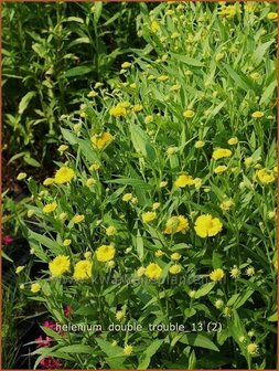Helenium &amp;#39;Double Trouble&amp;#39; | Zonnekruid | Sonnenbraut