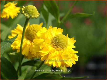 Helenium &amp;#39;Double Trouble&amp;#39; | Zonnekruid | Sonnenbraut