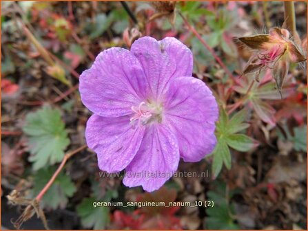 Geranium sanguineum &#039;Nanum&#039; | Ooievaarsbek