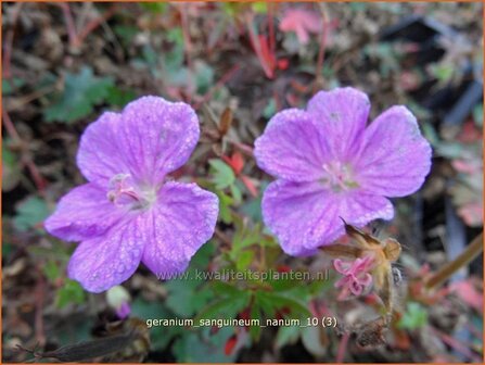 Geranium sanguineum &#039;Nanum&#039; | Ooievaarsbek