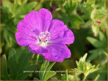 Geranium sanguineum &#039;New Hampshire Purple&#039; | Ooievaarsbek