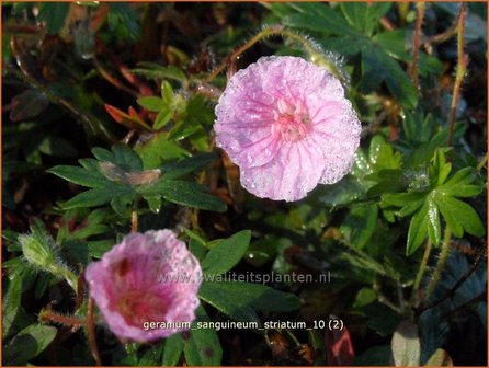 Geranium sanguineum striatum | Bloedooievaarsbek, Ooievaarsbek, Tuingeranium, Geranium | Gestreifter Blut-Storchschnabel | Stri