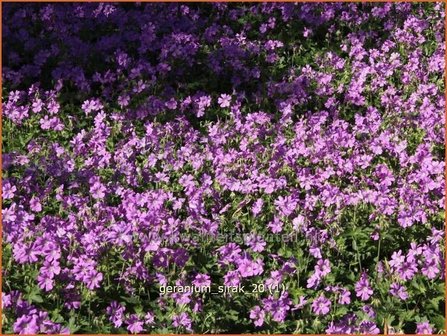 Geranium &#039;Sirak&#039; | Ooievaarsbek