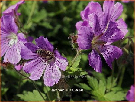 Geranium &#039;Sirak&#039; | Ooievaarsbek