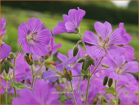 Geranium &#039;Sirak&#039; | Ooievaarsbek