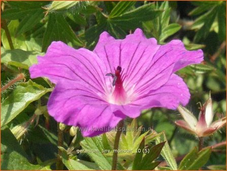 Geranium sanguineum &#039;Tiny Monster&#039; | Ooievaarsbek