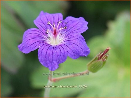 Geranium wlassovianum | Ooievaarsbek