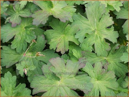 Geranium wlassovianum | Ooievaarsbek, Tuingeranium, Geranium | Sibirischer Storchenschnabel | Cranesbill