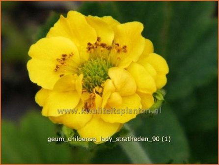 Geum chiloense &#039;Lady Stratheden&#039; | Nagelkruid