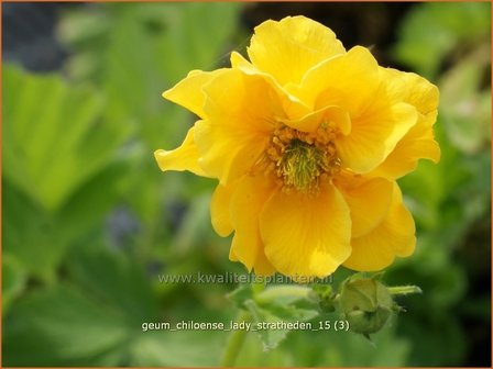 Geum chiloense &#039;Lady Stratheden&#039; | Nagelkruid