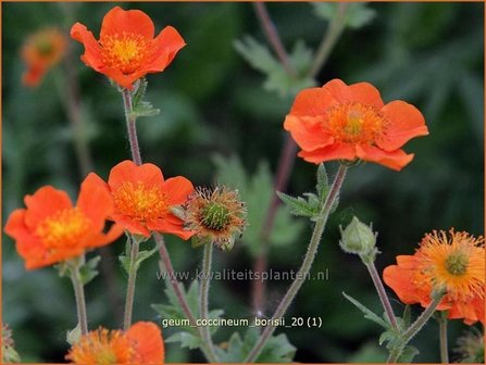 Geum coccineum &#039;Borisii&#039; | Nagelkruid