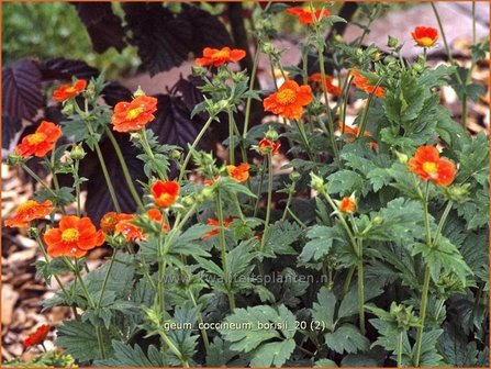 Geum coccineum &#039;Borisii&#039; | Nagelkruid