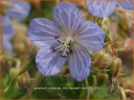 Geranium pratense &#039;Mrs Kendall Clark&#039; | Beemdooievaarsbek, Ooievaarsbek, Tuingeranium