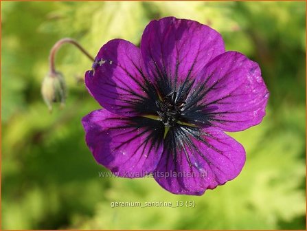 Geranium &#039;Sandrine&#039; | Ooievaarsbek, Tuingeranium | Storchschnabel