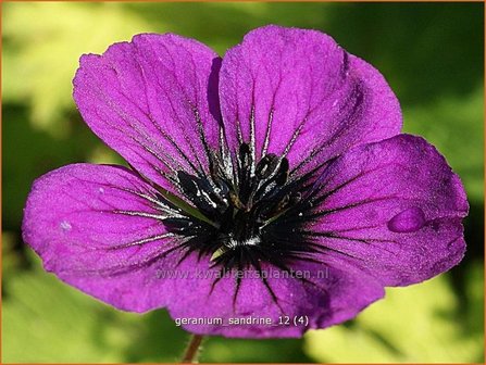 Geranium &#039;Sandrine&#039; | Ooievaarsbek, Tuingeranium | Storchschnabel