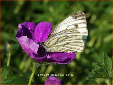 Geranium sanguineum | Ooievaarsbek