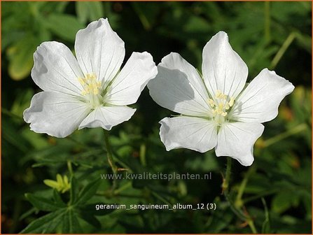 Geranium sanguineum &#039;Album&#039; | Bloedooievaarsbek, Ooievaarsbek, Tuingeranium, Geranium | Blut-Storchschnabel | Bloody 