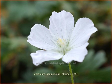 Geranium sanguineum &#039;Album&#039; | Bloedooievaarsbek, Ooievaarsbek, Tuingeranium, Geranium | Blut-Storchschnabel | Bloody 