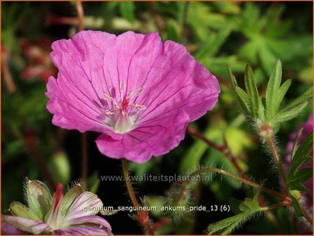 Geranium sanguineum &#039;Ankum&#039;s Pride&#039; | Ooievaarsbek