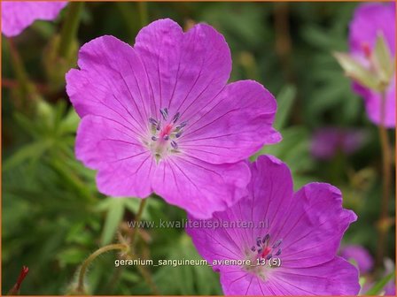 Geranium sanguineum &#039;Aviemore&#039; | Ooievaarsbek