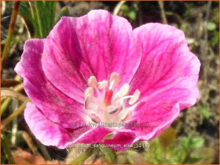 Geranium sanguineum &#039;Elke&#039; | Ooievaarsbek