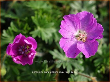 Geranium sanguineum &#039;Max Frei&#039; | Ooievaarsbek