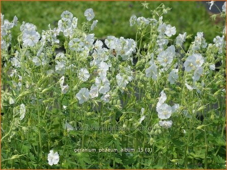 Geranium phaeum &#039;Album&#039; | Donkere ooievaarsbek, Ooievaarsbek, Tuingeranium, Geranium | Brauner Storchschnabel | Dusky