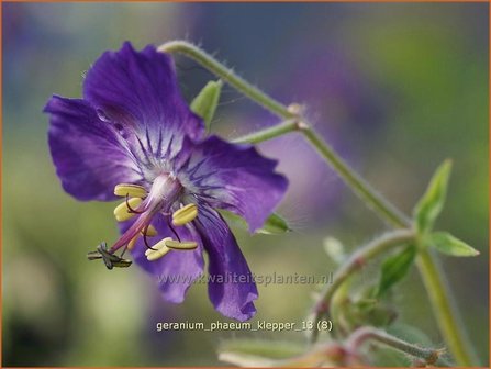 Geranium phaeum &#039;Klepper&#039; | Ooievaarsbek