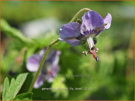 Geranium phaeum &#039;Lily Lovell&#039; | Ooievaarsbek