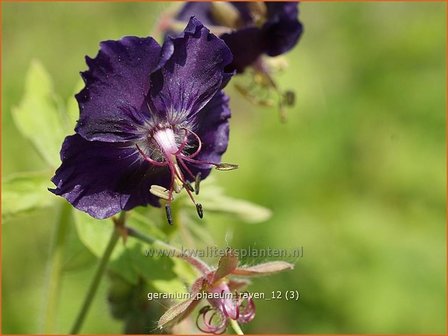 Geranium phaeum &#039;Raven&#039; | Ooievaarsbek