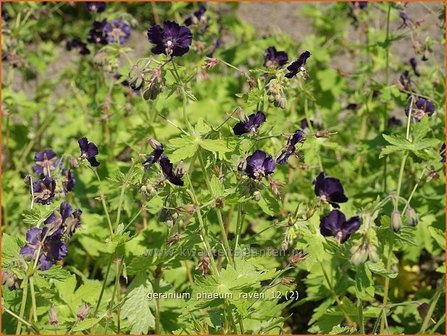 Geranium phaeum &#039;Raven&#039; | Ooievaarsbek