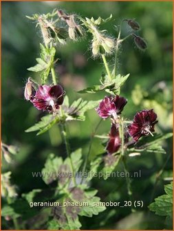 Geranium phaeum &#039;Samobor&#039; | Ooievaarsbek