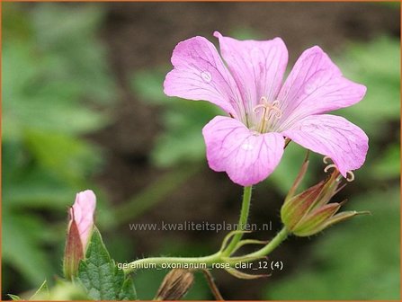 Geranium oxonianum &#039;Rose Clair&#039; | Ooievaarsbek