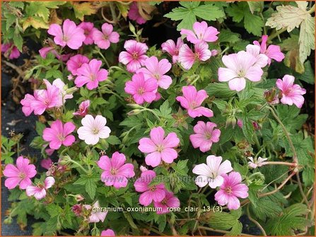 Geranium oxonianum &#039;Rose Clair&#039; | Ooievaarsbek