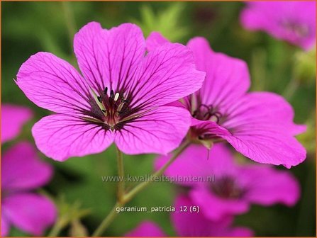 Geranium &#039;Patricia&#039; | Ooievaarsbek