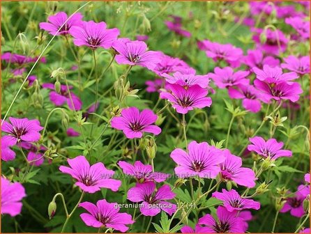 Geranium &#039;Patricia&#039; | Ooievaarsbek