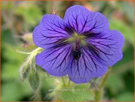 Geranium ibericum | Ooievaarsbek